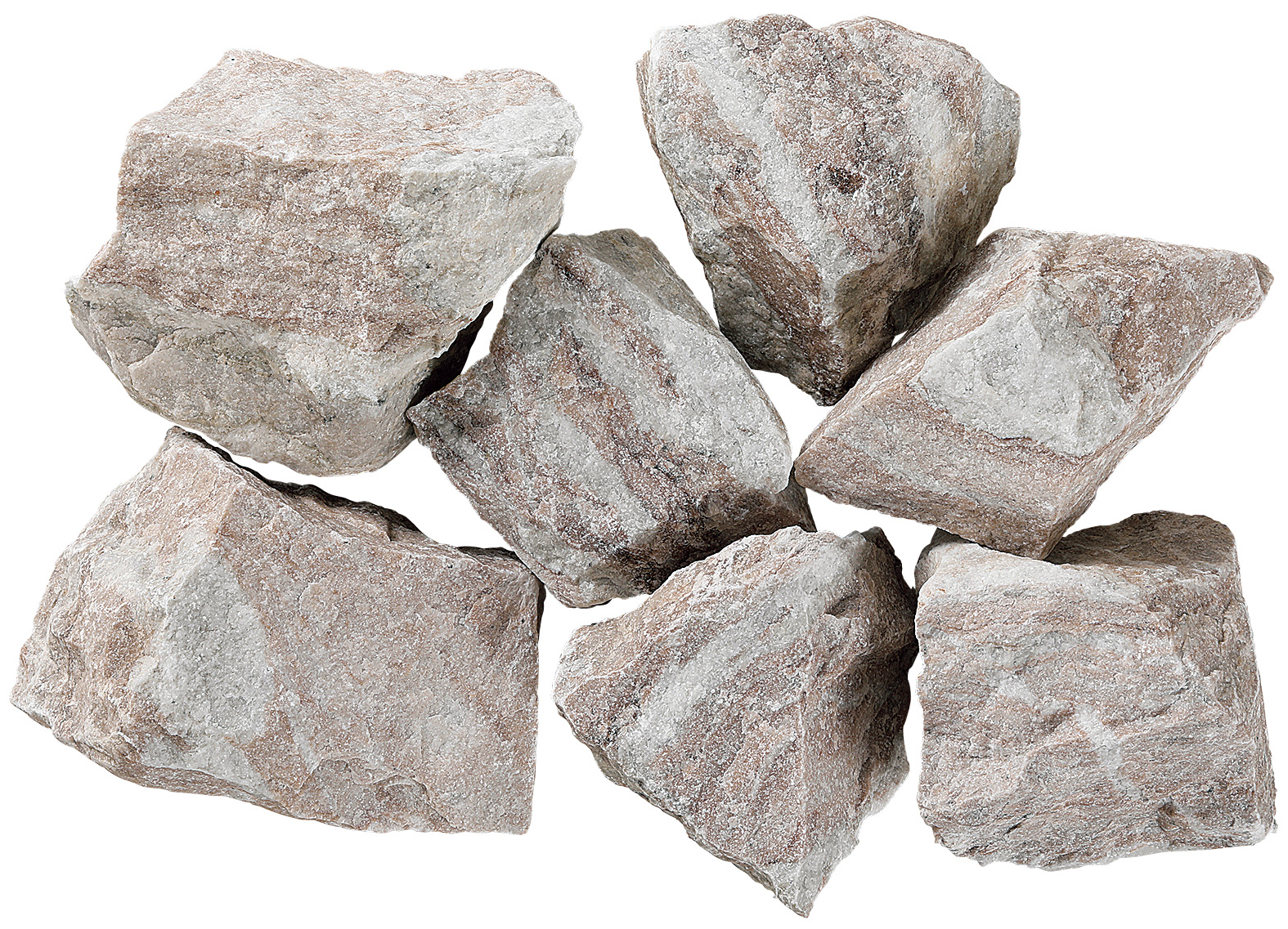 レイブンクロー　マロン(150～250mm)