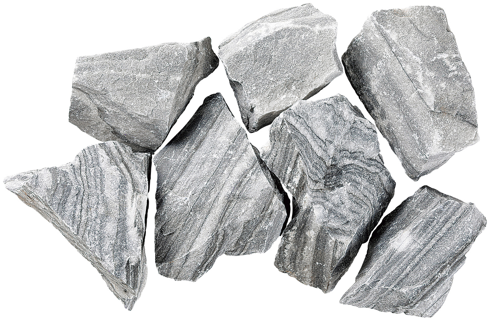 レイブンクロー　アッシュ(150～250mm)